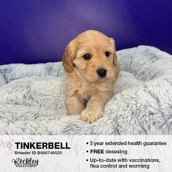 - Summer pet ice matTinkerbell the Cavoodle