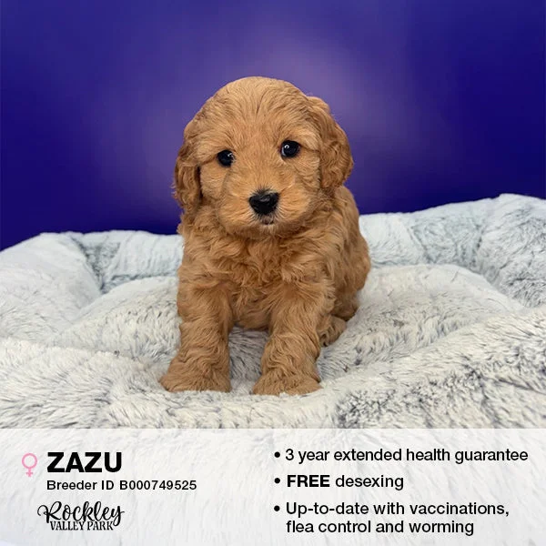 - Natural latex pet mattressZazu the Cavoodle