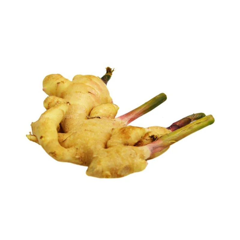 - Climbing pet constant temperature heating padYoung Ginger (Halia Muda) (Thailand) 200g