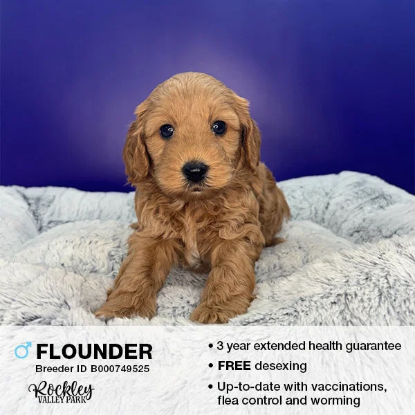 Pet ProductsFlounder the Cavoodle