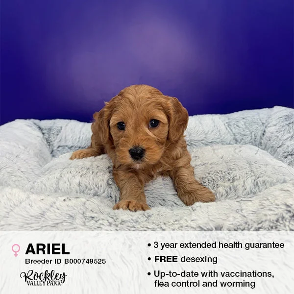 ---Ariel the Cavoodle