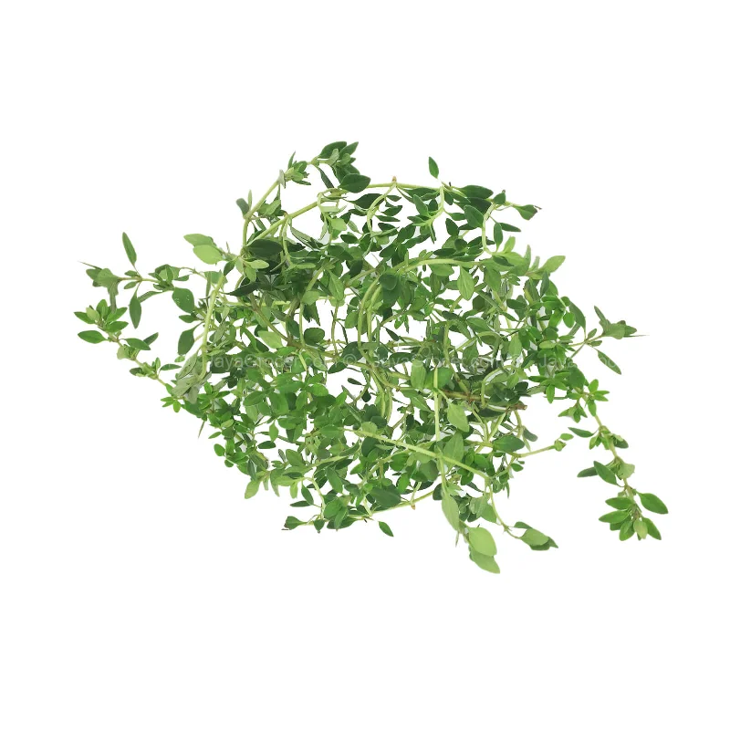  -Explosion-proof leash FOR LARGE dogsCameron Garden Thyme Herbs (Malaysia) 10g