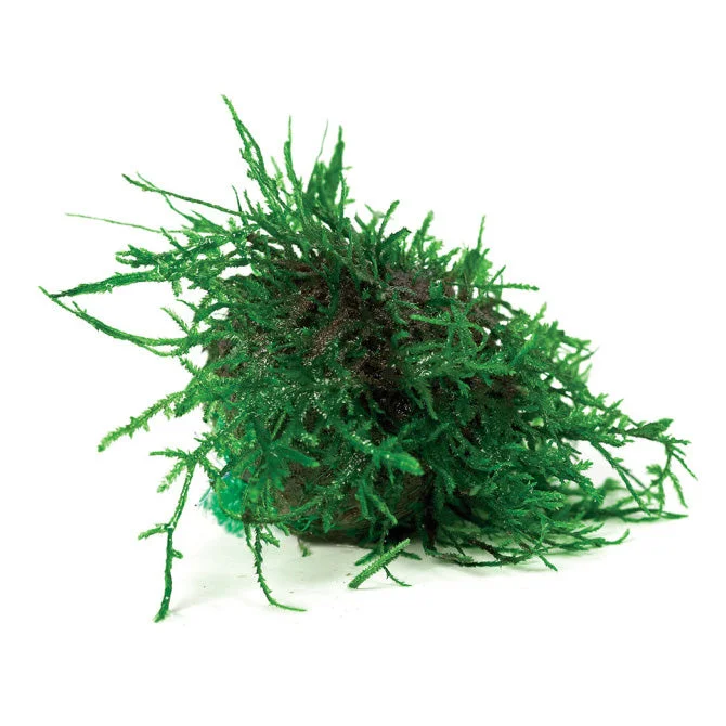 - Pet stroller can be taken on the planeFloating Fontinalis Topiary Moss Balls